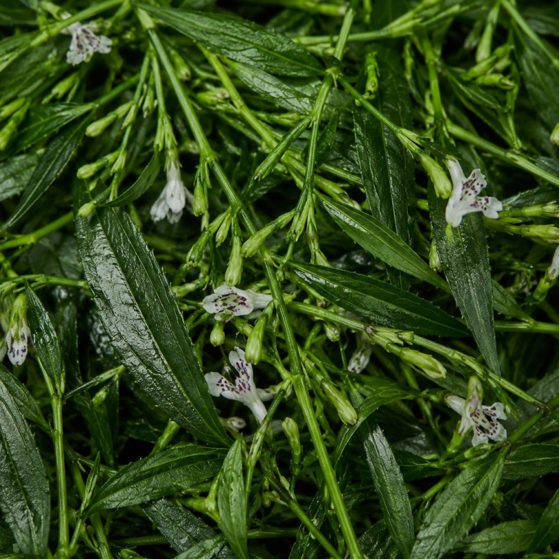 Andrographis Paniculata Extract?